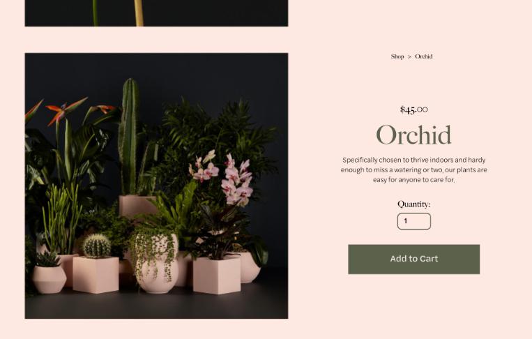 Orchid