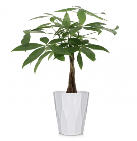 Green 5 in. Money Tree Plant in Ceramic Pot - feng shui office layout for spring