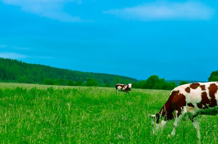 trading agricultural commodities cows in a field
