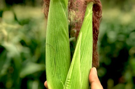 corn trading agricultural commodities
