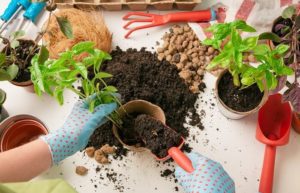 plants that keep bugs away 10