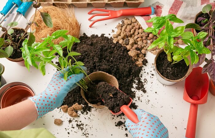 plants that keep bugs away 10