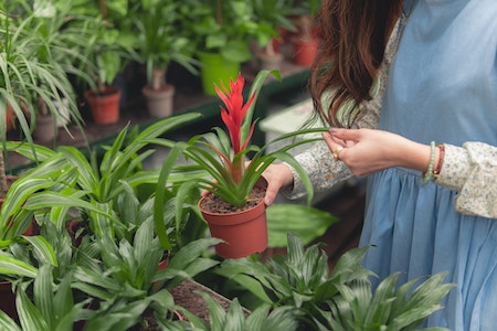 Woman Wearing Blue Dress Holding Flower Pot - best paying jobs in basic industries
